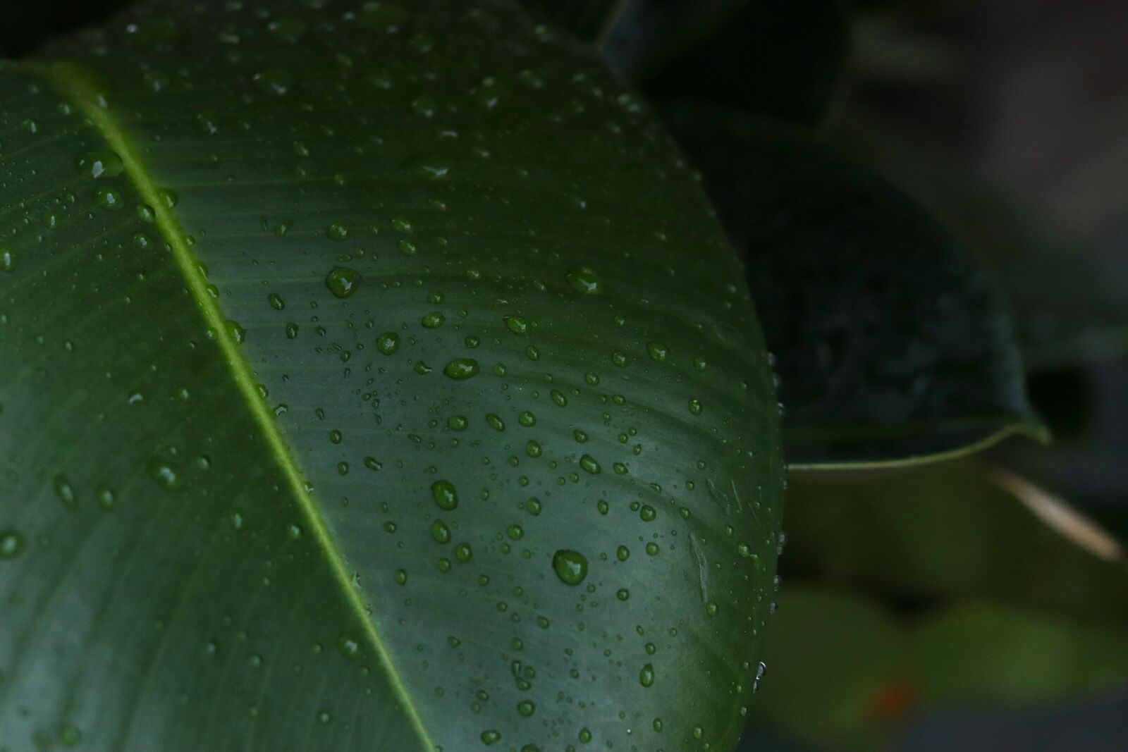 Canon EOS 800D (EOS Rebel T7i / EOS Kiss X9i) + Canon EF 50mm F1.8 STM sample photo. Tree, leaf, trees photography