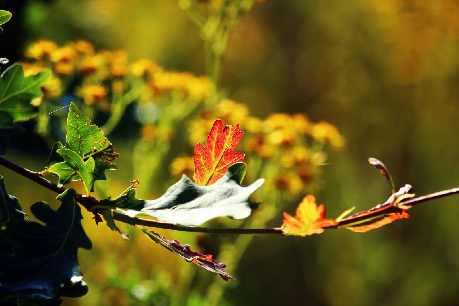 Canon EOS 100D (EOS Rebel SL1 / EOS Kiss X7) sample photo. Leaf, oak, blossom photography