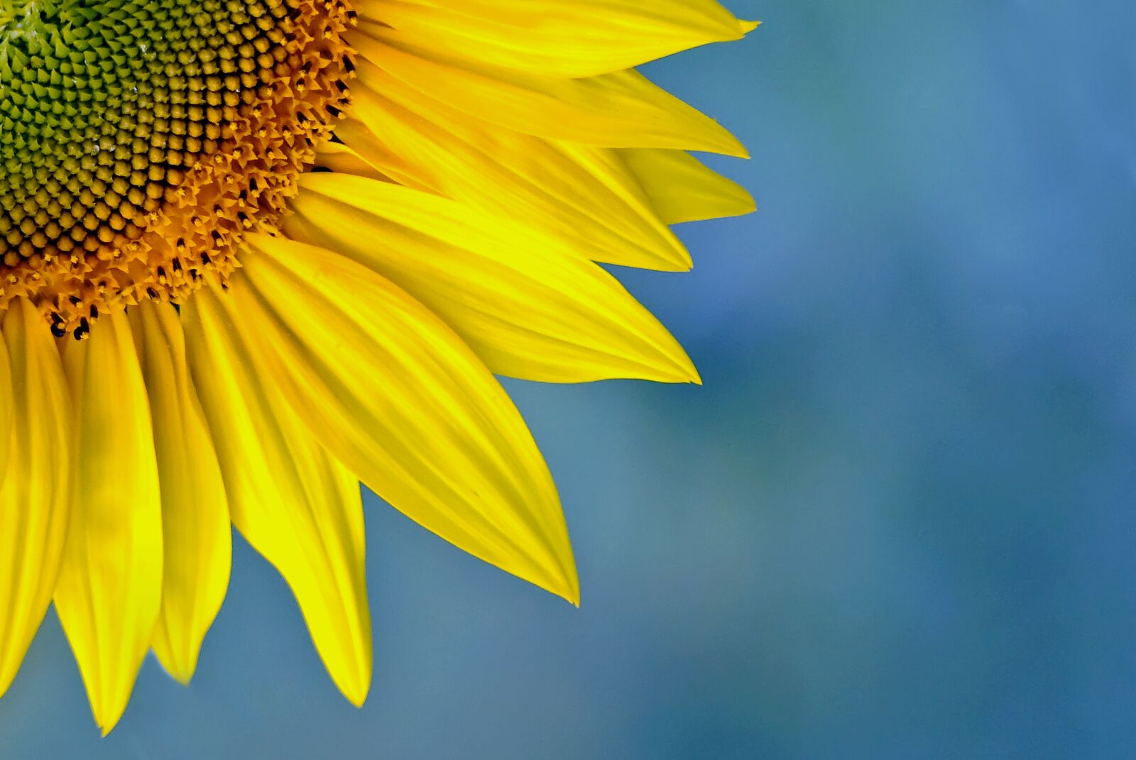 Nikon D80 sample photo. Nature, plant, summer photography