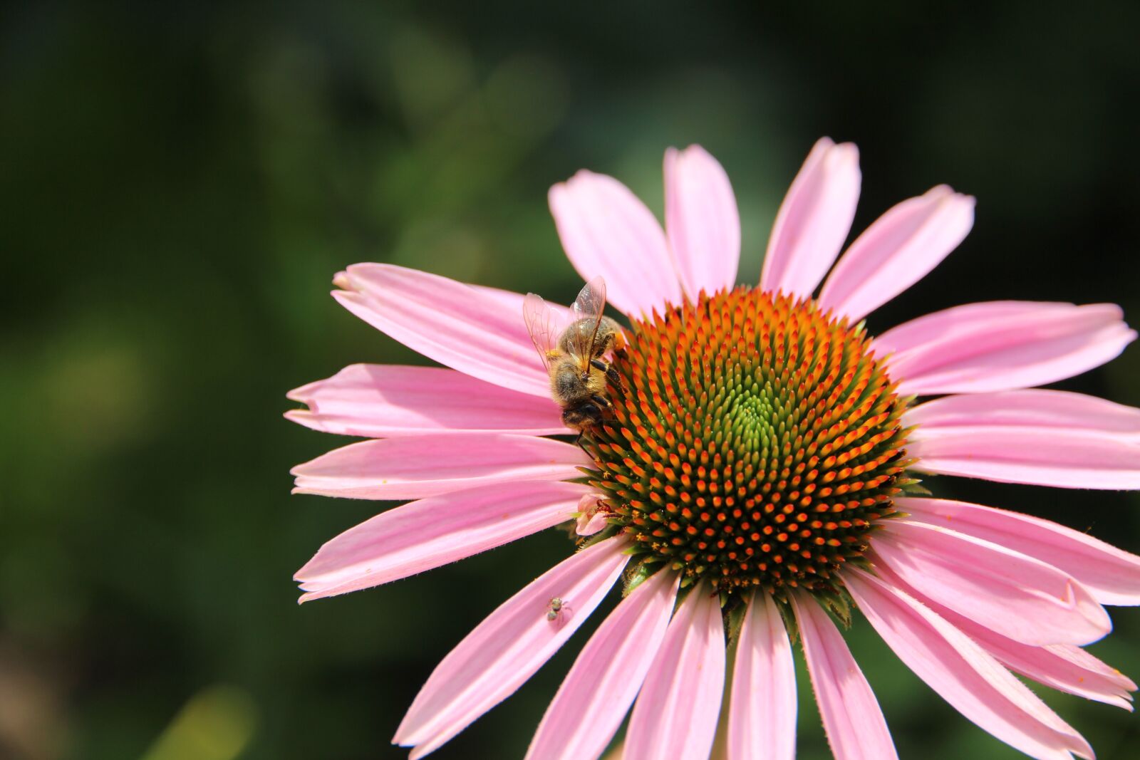 Canon EOS 650D (EOS Rebel T4i / EOS Kiss X6i) sample photo. Bee, echinacea, medicinal plant photography