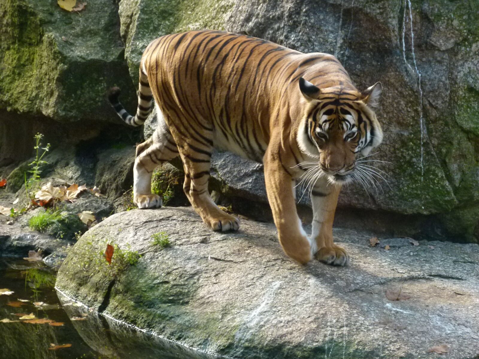 Panasonic Lumix DMC-FZ100 sample photo. Berlin, zoo, germany photography
