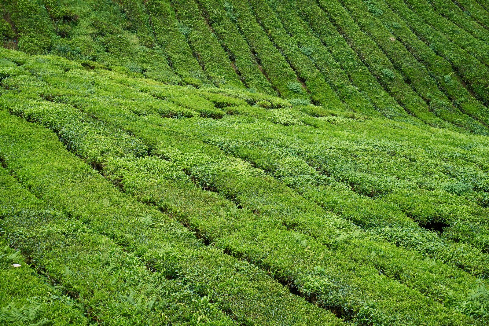 Sony a7R II sample photo. Tea, field, green photography