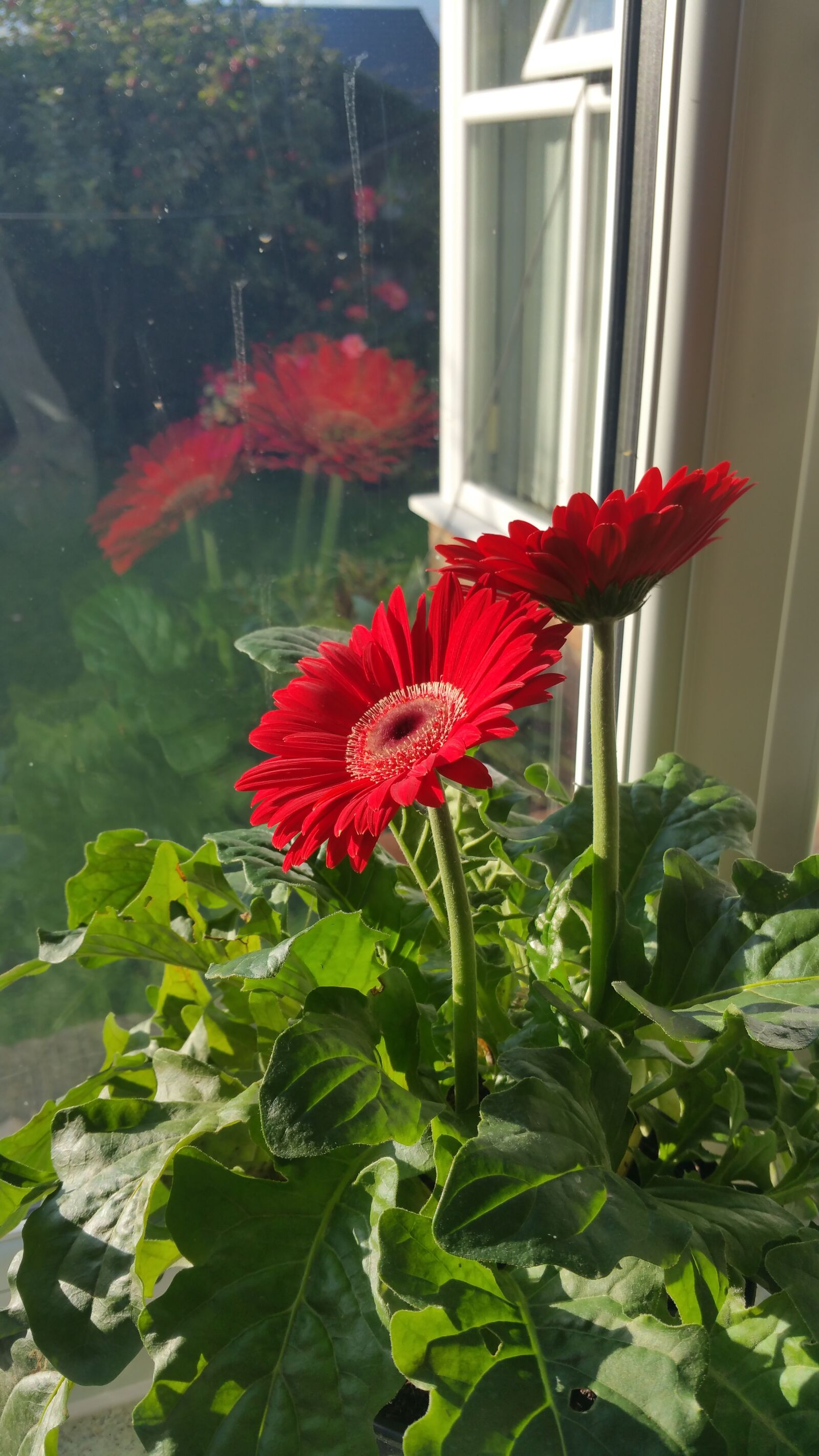 Samsung Galaxy Note4 sample photo. Red, gerbera, flower photography