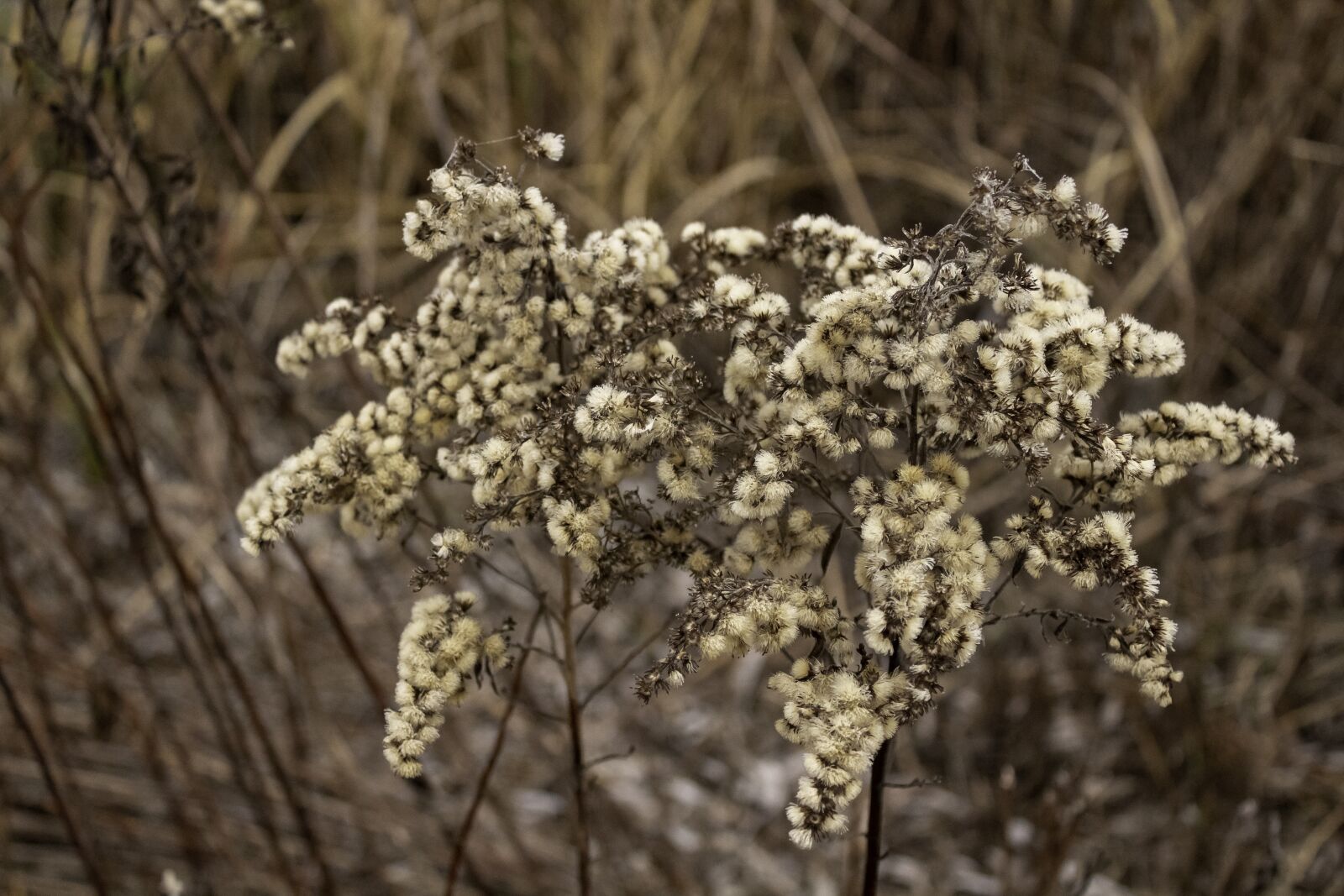 Canon EOS 1300D (EOS Rebel T6 / EOS Kiss X80) sample photo. Wildflower, dry, cold photography