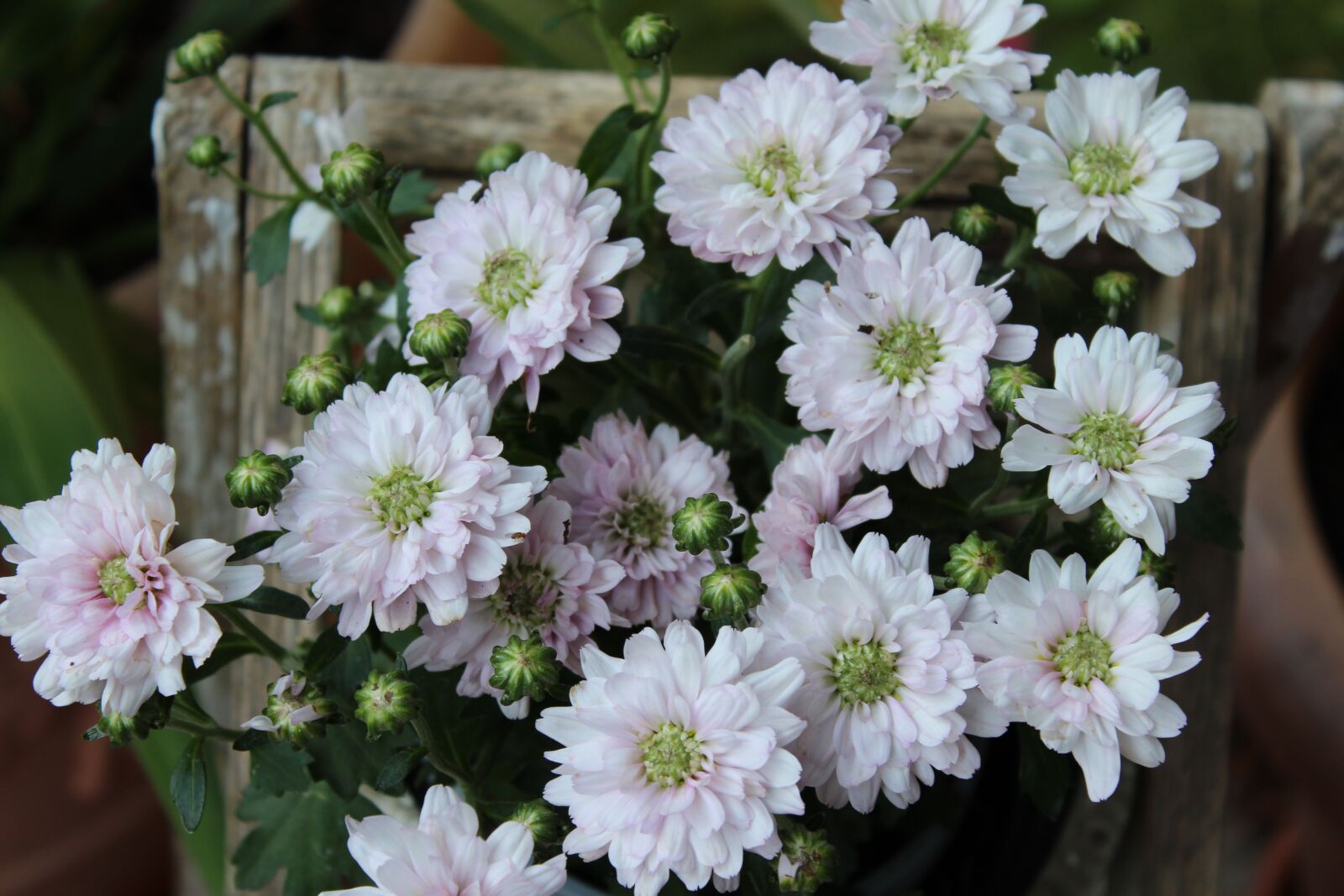 Canon EOS 1300D (EOS Rebel T6 / EOS Kiss X80) sample photo. Chrysanthemums, rose, flower photography