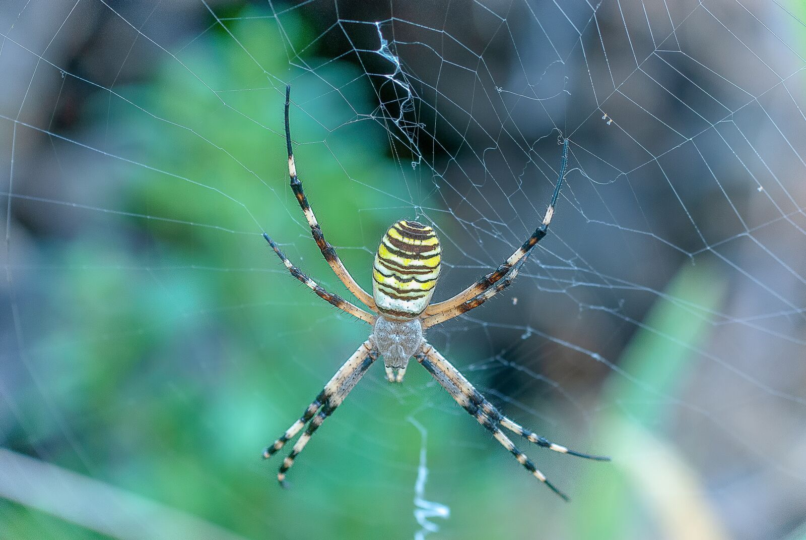 Nikon D80 sample photo. Spider, argiope hornet, canvas photography