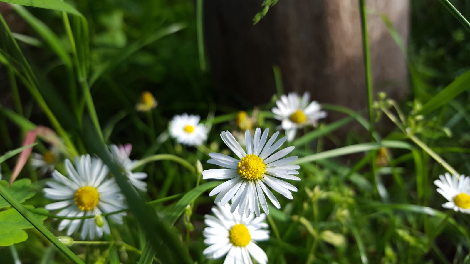 Samsung Galaxy S6 sample photo. Nature, flower, summer photography