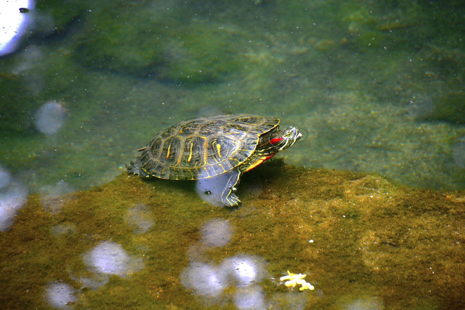Nikon D5200 sample photo. Cute, turtle, river photography