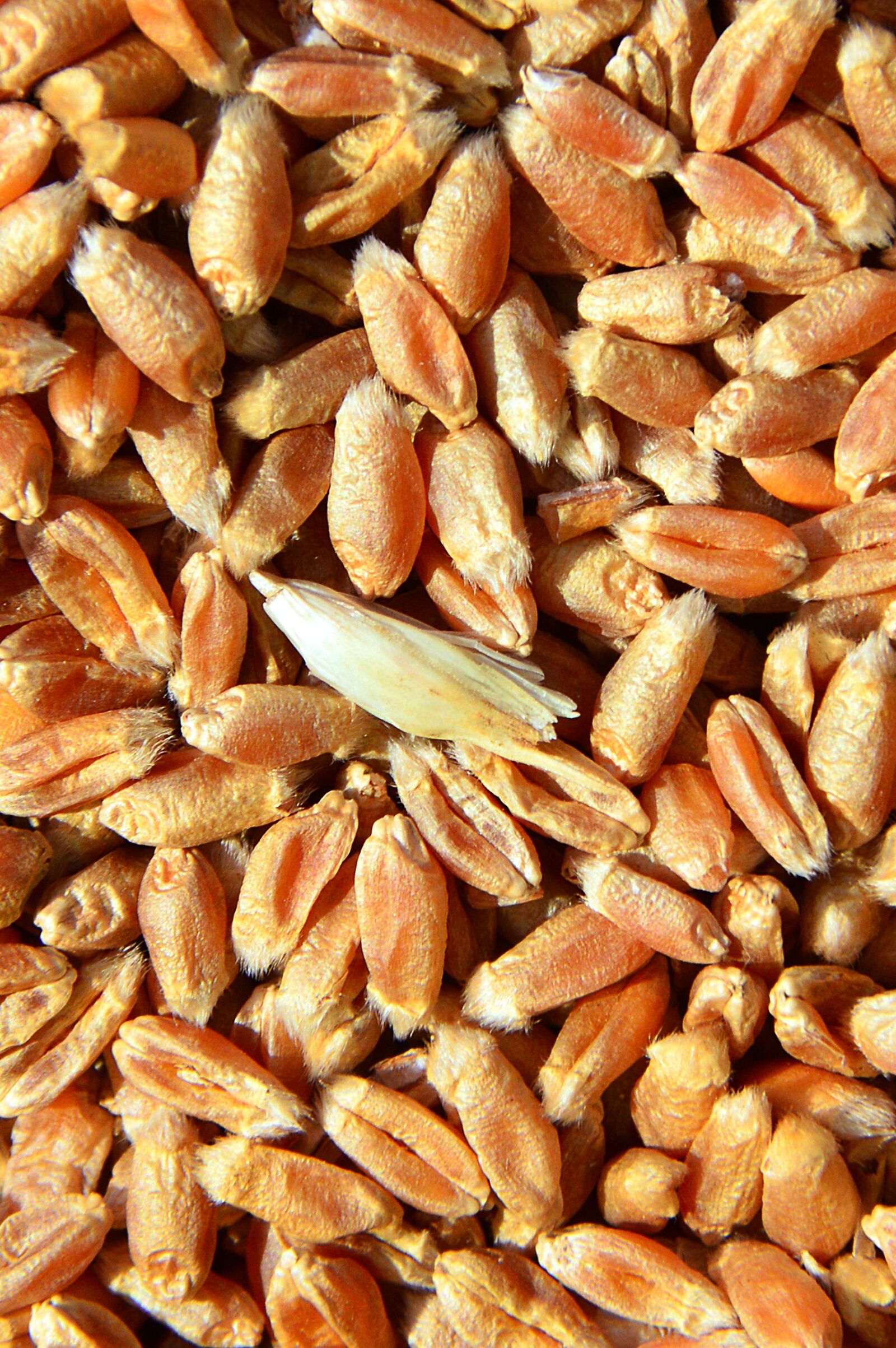 Nikon D3200 sample photo. Wheat, other cannabinoids, hungary photography