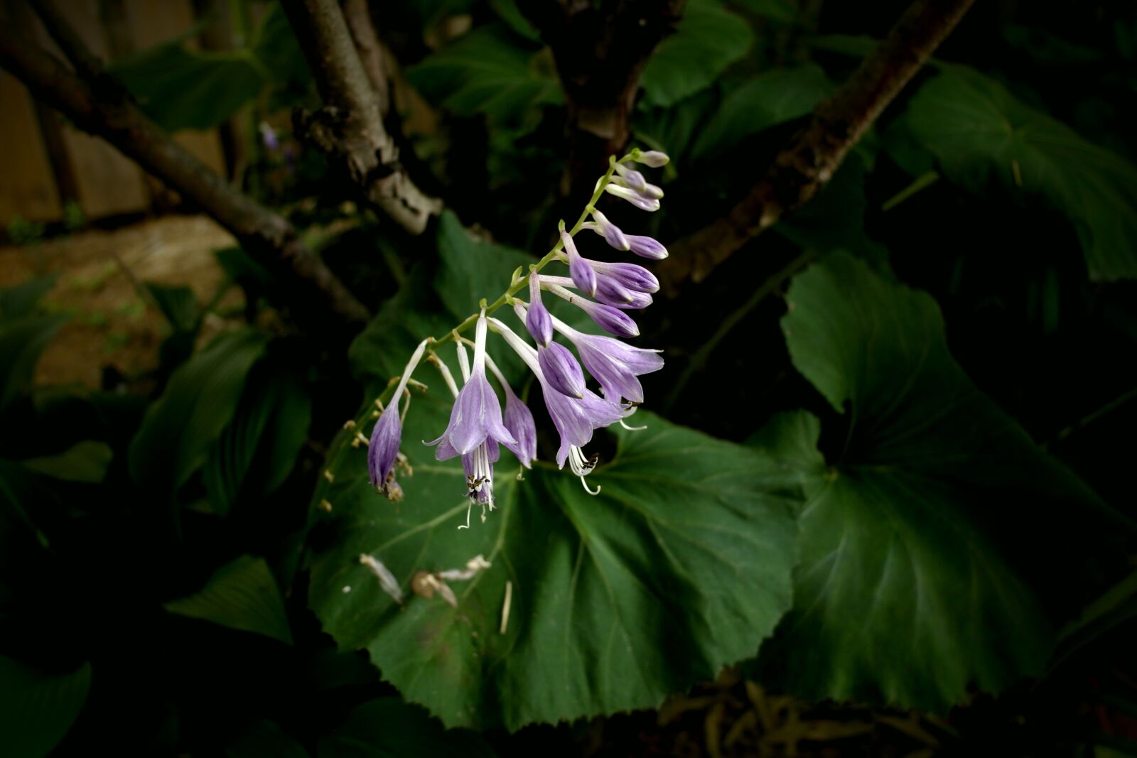 Samsung NX1000 sample photo. Purple flowers, morning glory photography