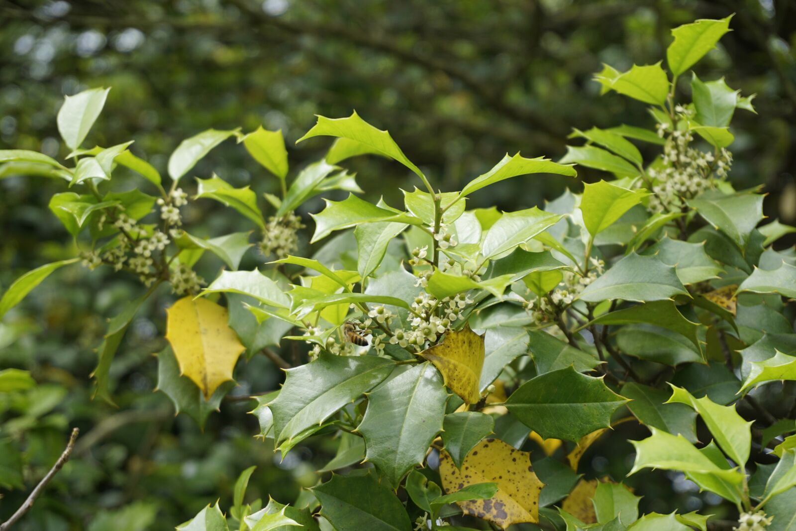 Sony a6000 sample photo. Bee, holly, summer photography