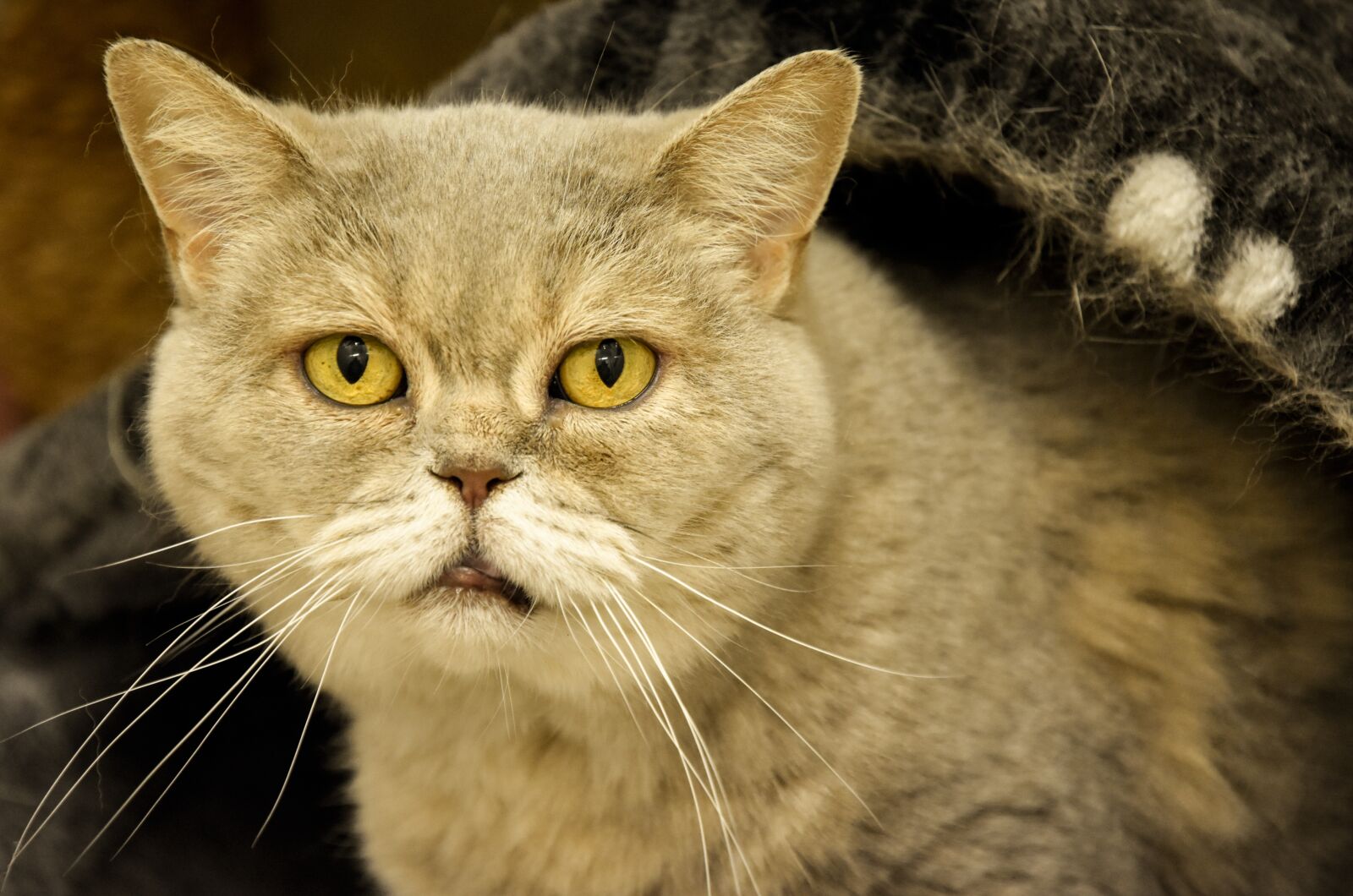 Nikon D7200 sample photo. Old cat, british shorthair photography