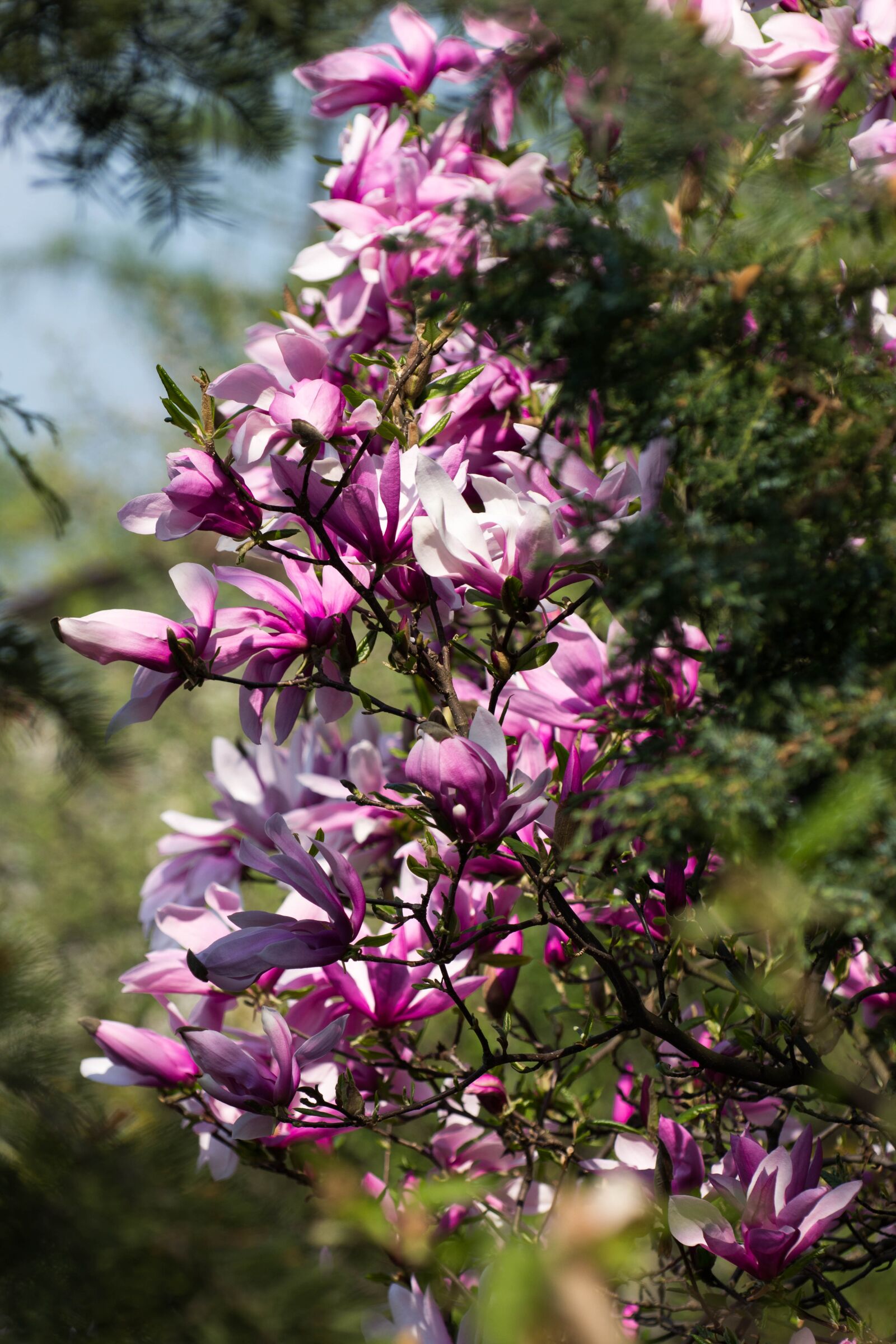 Nikon D7100 sample photo. Flower, magnolia photography