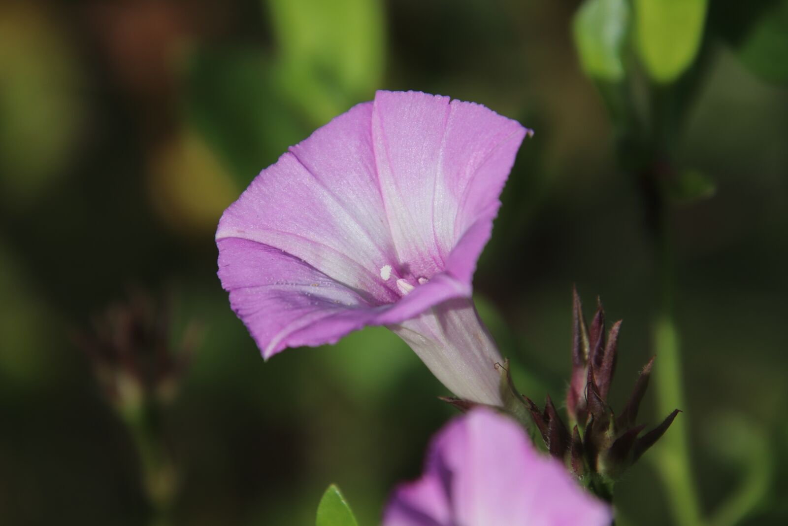 Canon EOS 800D (EOS Rebel T7i / EOS Kiss X9i) sample photo. Morning glory, purple, bloom photography