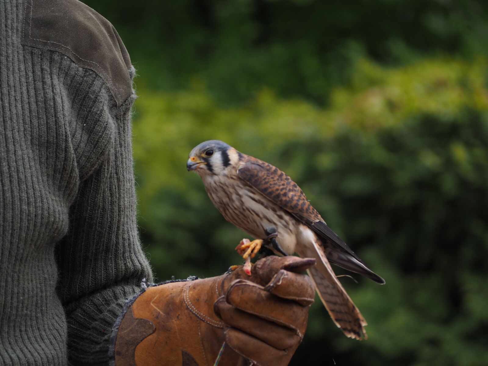 Olympus OM-D E-M10 sample photo. Falcon, bird, raptor photography