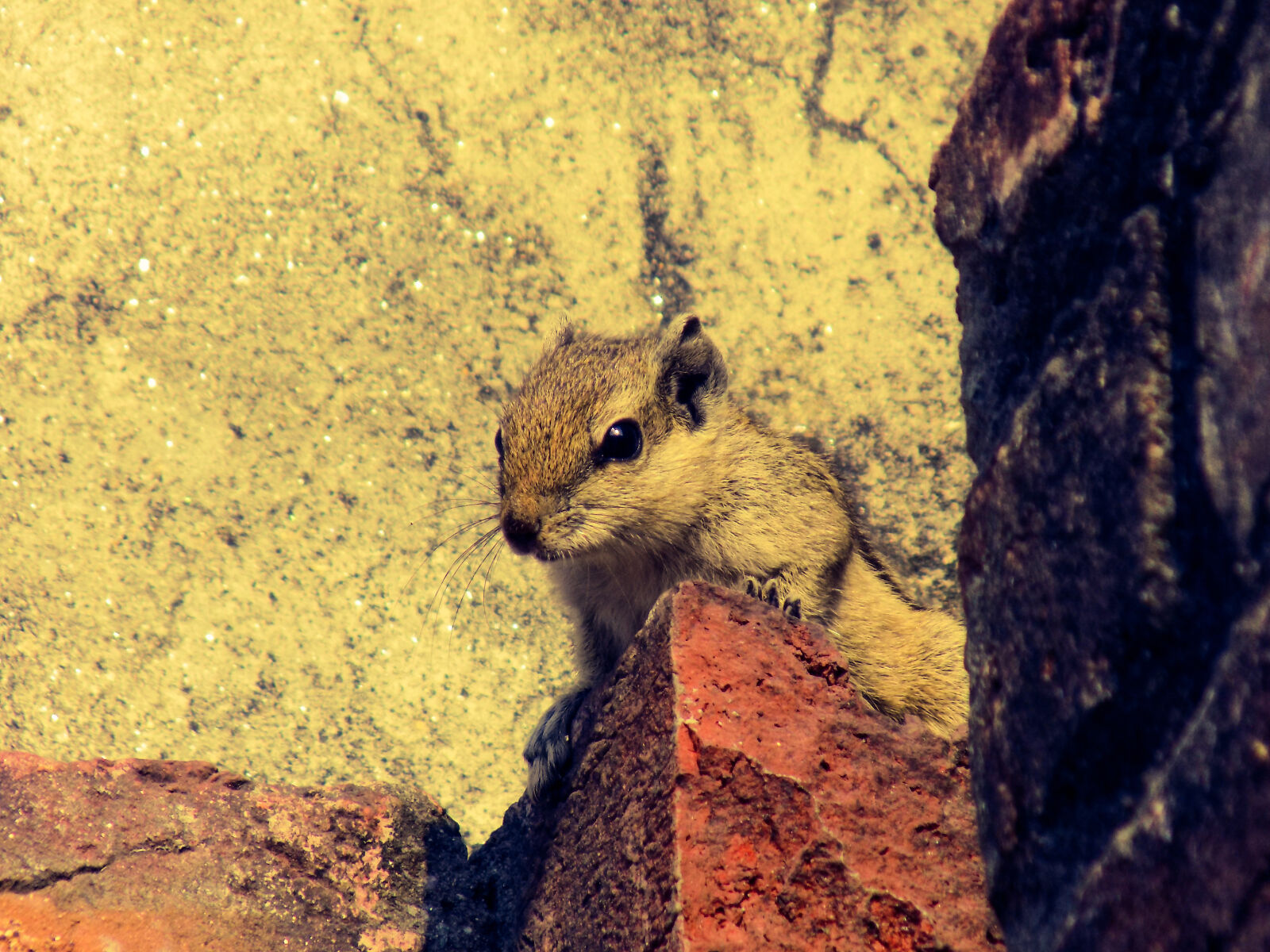 Nikon COOLPIX L340 sample photo. Close, up, of, squirrel photography
