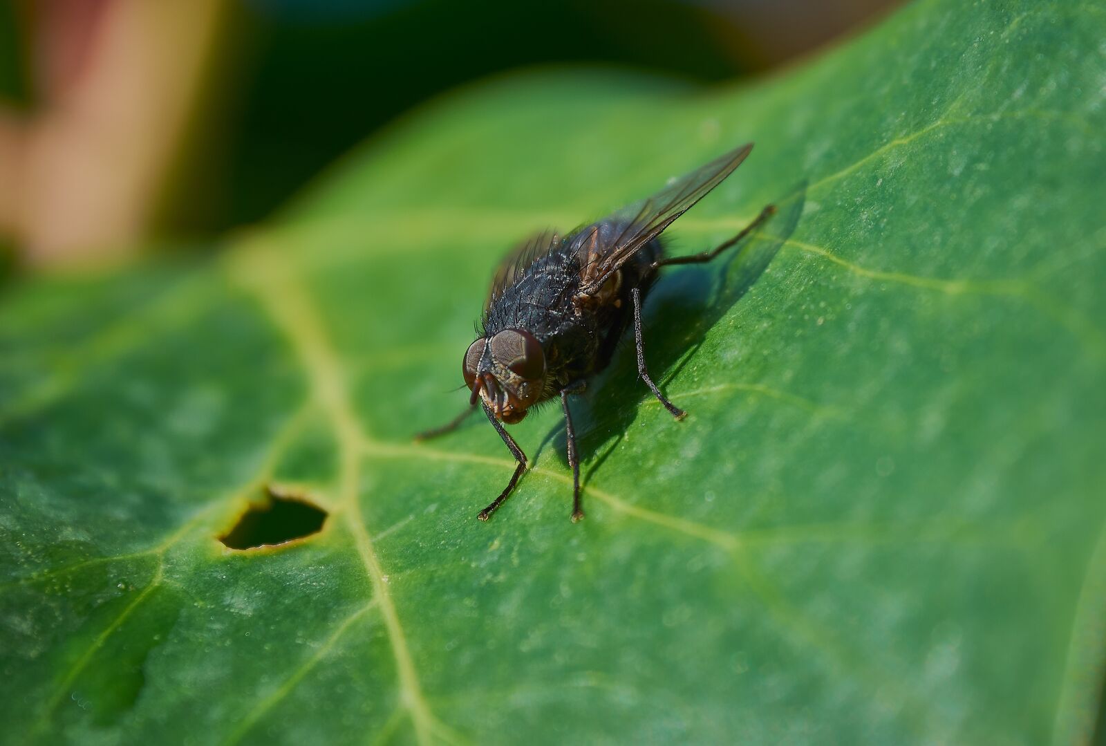 Nikon D7200 sample photo. Insect, fly, insects photography