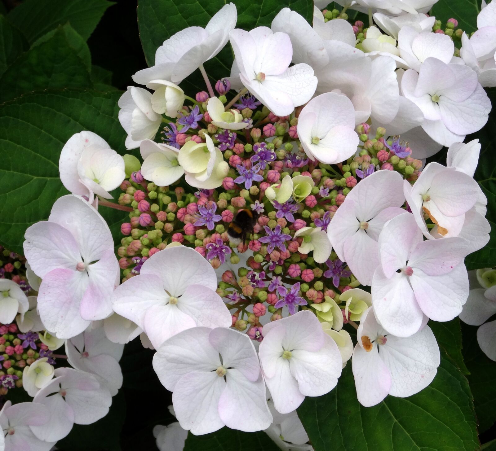 Sony Cyber-shot DSC-HX50V sample photo. Blossom, bloom, hydrangea photography