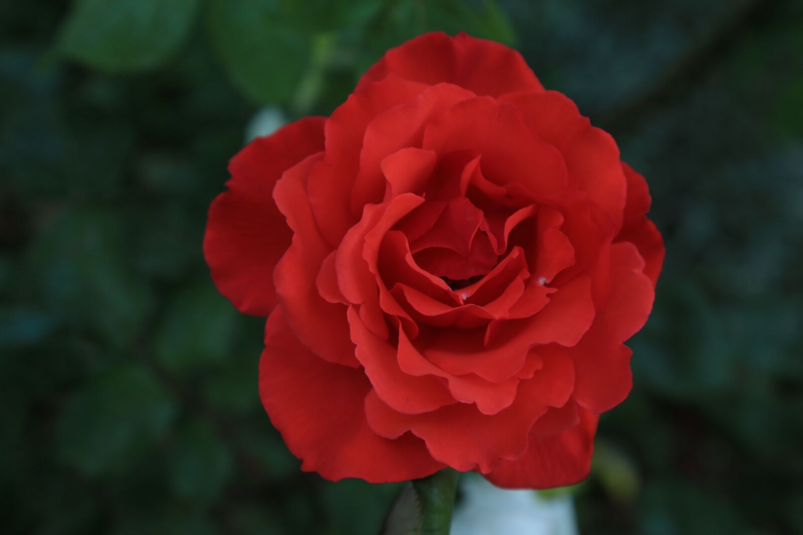 Canon EF 24-105mm F4L IS USM sample photo. Rose, red, love photography