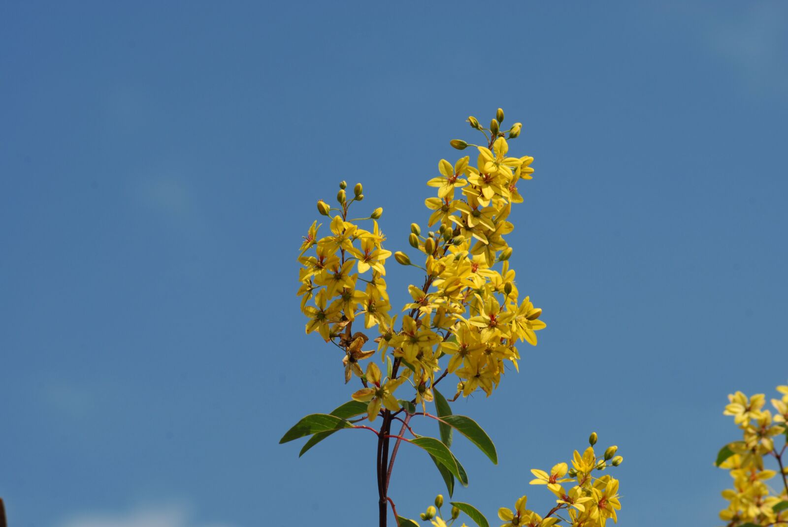 Nikon D200 sample photo. Yellow flower, plant, wild photography