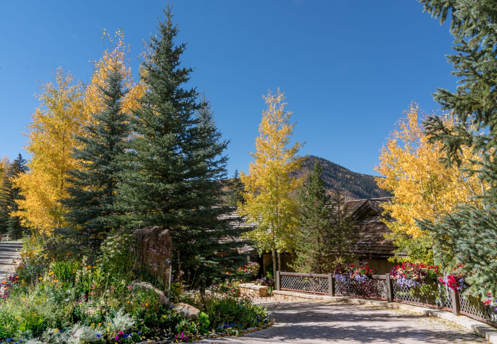 Sony a7R II + Sony FE 24-240mm F3.5-6.3 OSS sample photo. Vail, colorado, foliage photography