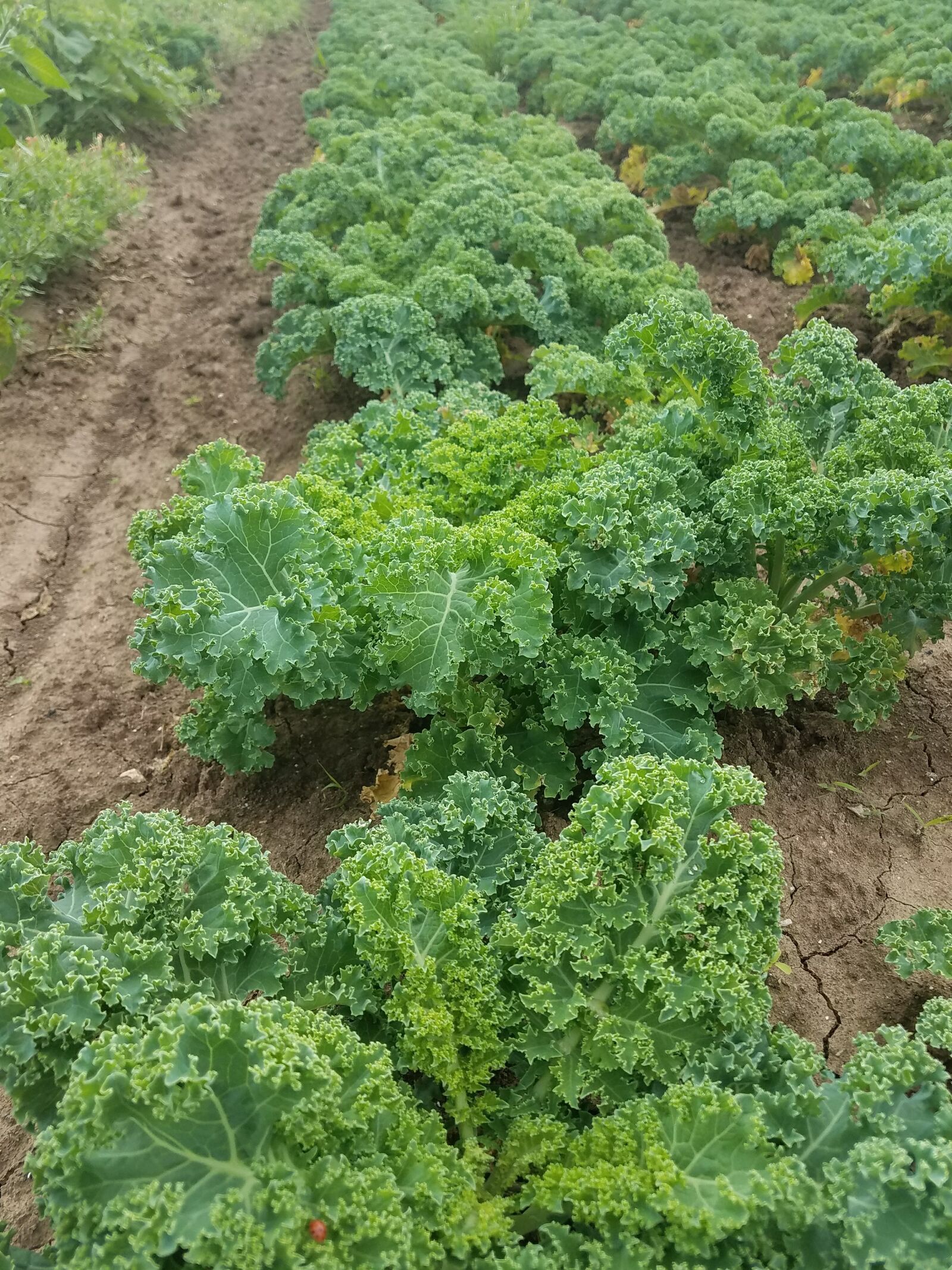 Samsung Galaxy S7 Edge sample photo. Farm, kale photography