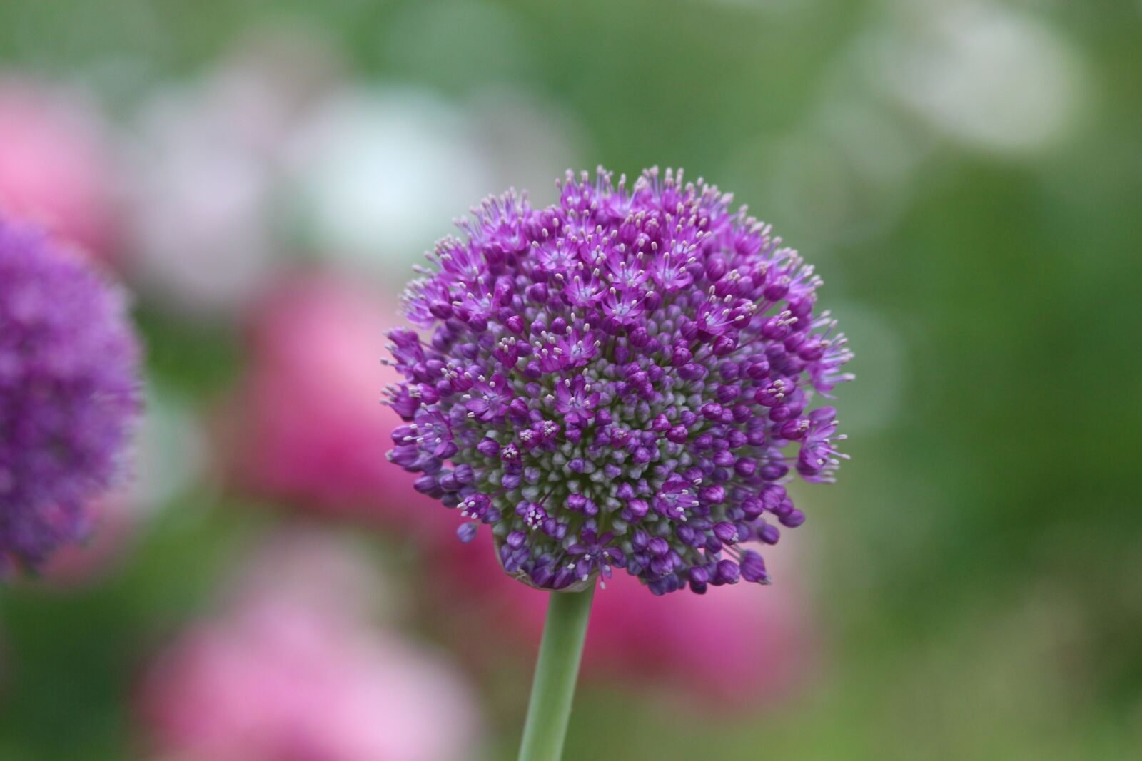 Canon EOS 650D (EOS Rebel T4i / EOS Kiss X6i) sample photo. Purple, onion, plant photography