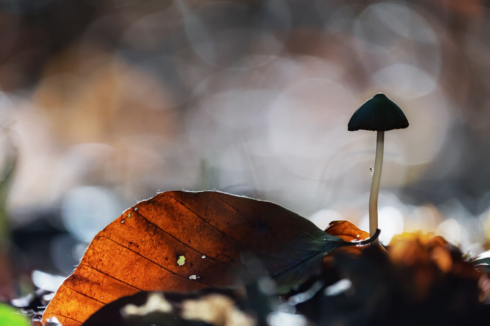 Fujifilm XF 55-200mm F3.5-4.8 R LM OIS sample photo. Mushroom, screen fungus, mini photography