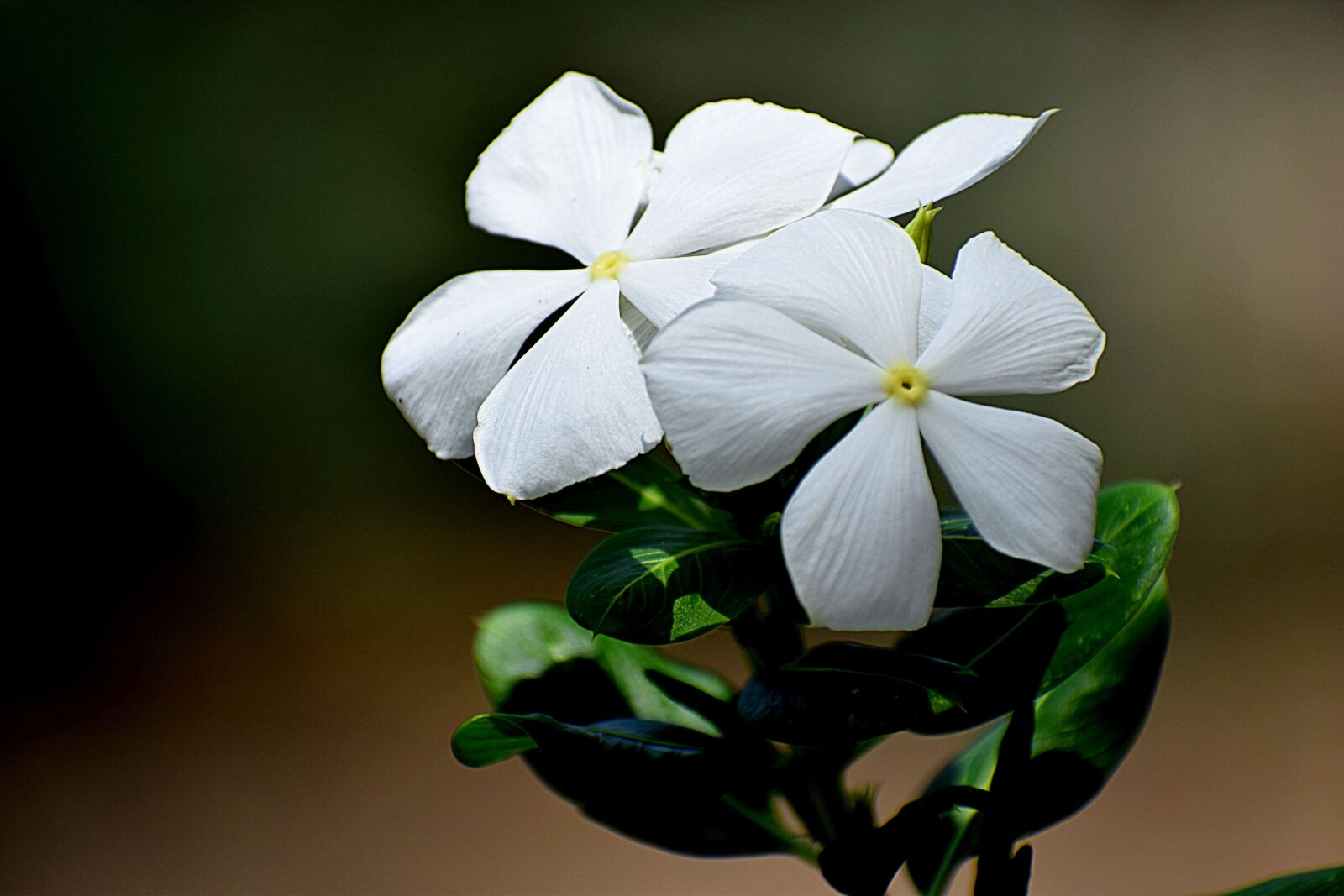 Nikon D3300 sample photo. Nature, flower, yellow photography