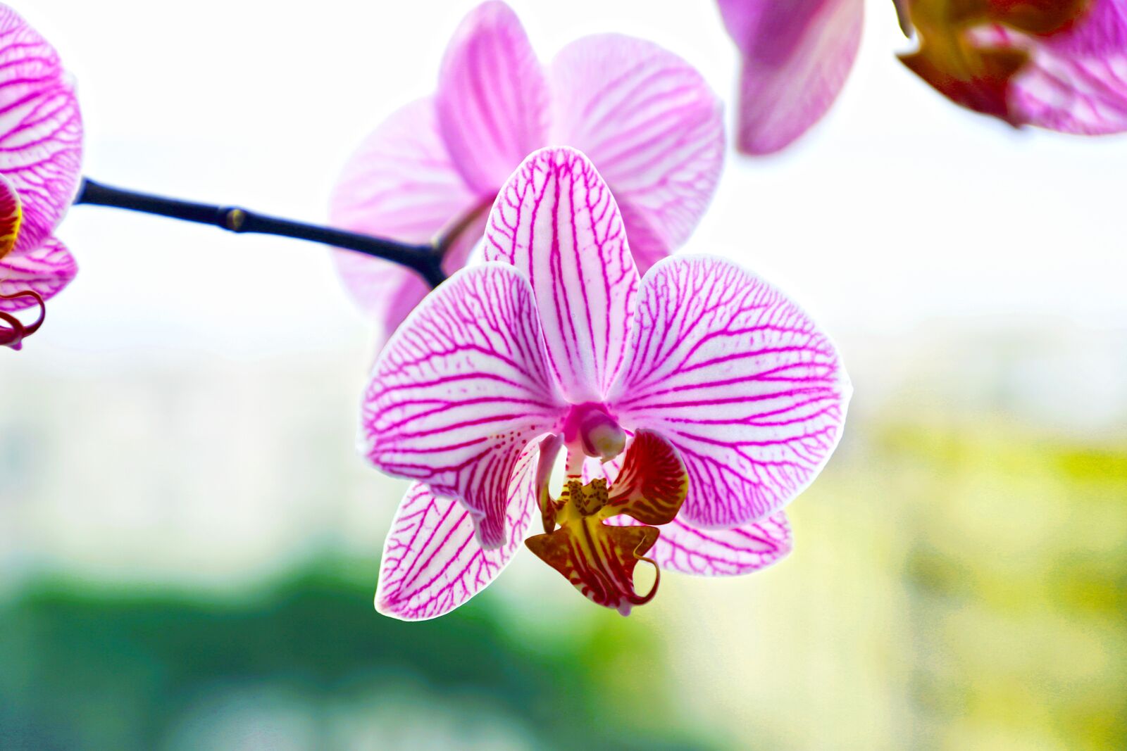 Canon EF 24-105mm F4L IS II USM sample photo. Orchid, violet, flower photography