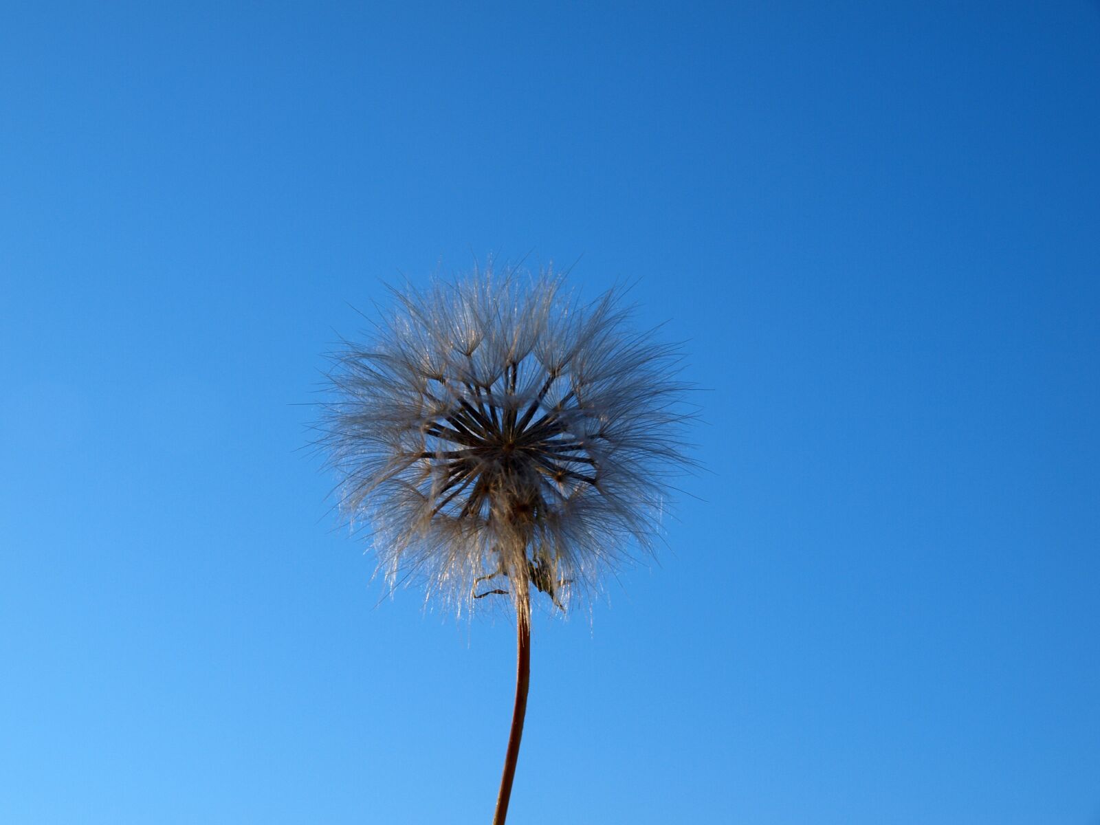 Olympus E-420 (EVOLT E-420) sample photo. Helicopters, cipselas flower, dandelion photography