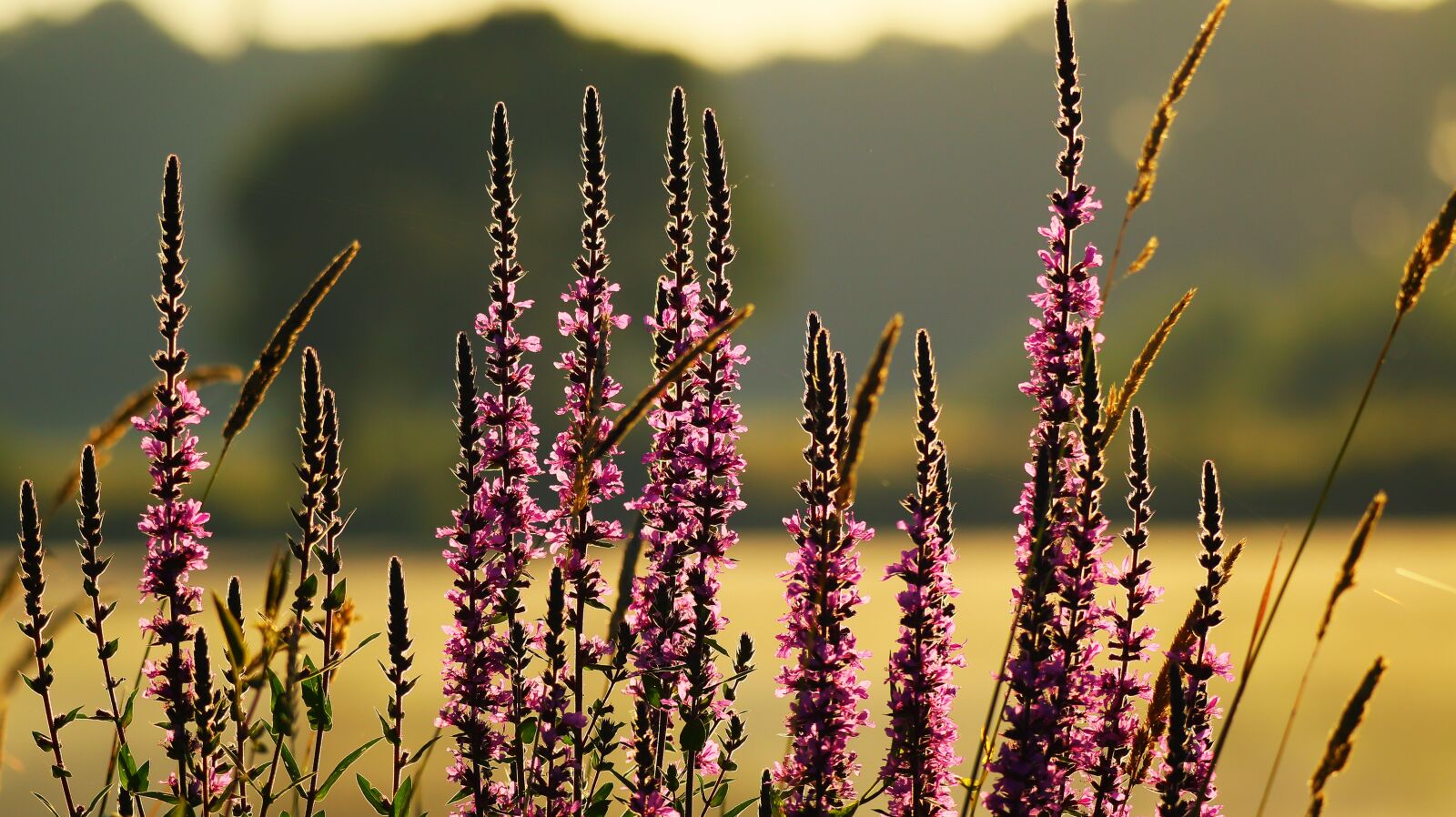 150-600mm F5-6.3 DG OS HSM | Contemporary 015 sample photo. Loosestrife, flowers, nature photography