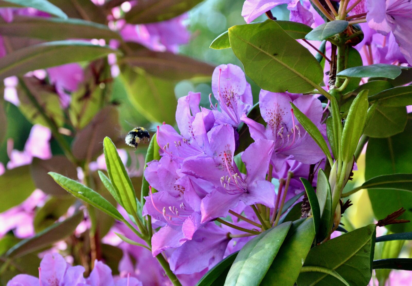 Nikon D5100 sample photo. Rhododendron, plant, blossom photography