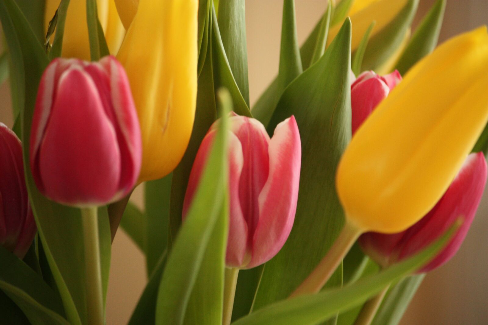 Canon EOS 450D (EOS Rebel XSi / EOS Kiss X2) sample photo. Tulips, bouquet, spring photography