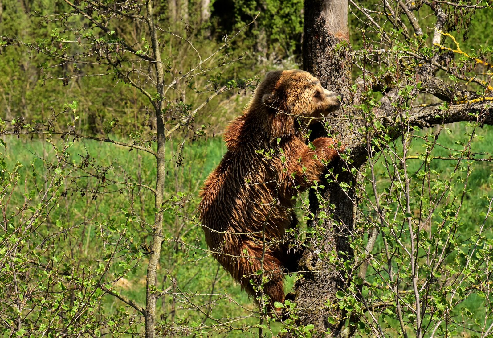 Nikon D7200 sample photo. European brown bear, tree photography