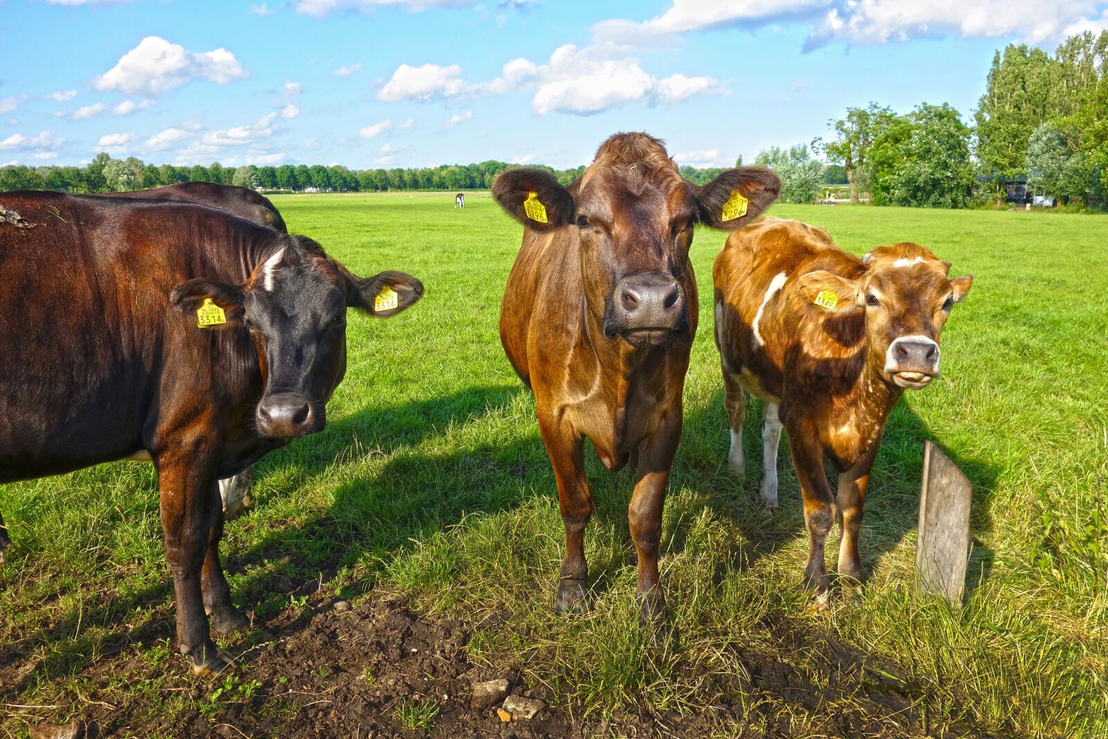 Sony Cyber-shot DSC-RX100 sample photo. Cow, cattle, livestock photography