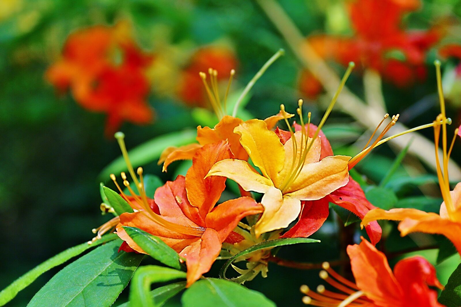Canon EOS 650D (EOS Rebel T4i / EOS Kiss X6i) sample photo. Flower, spring, canon photography