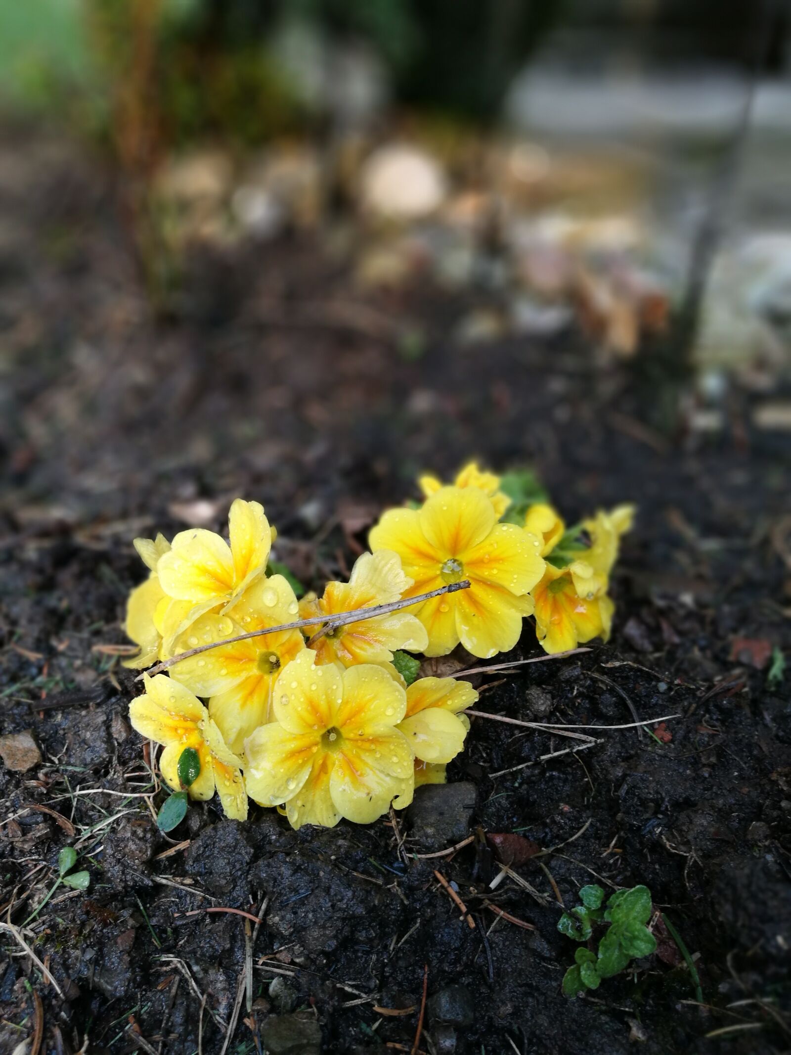 HUAWEI P9 sample photo. Spring, 2017, garden photography