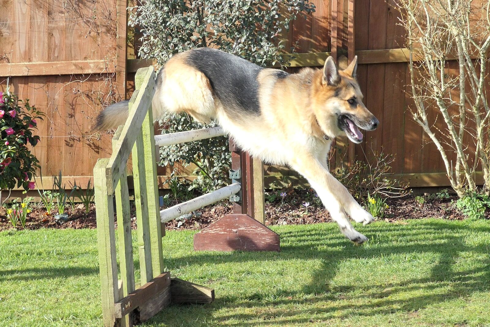 Panasonic DC-TZ200 sample photo. Dog, german shepherd dog photography