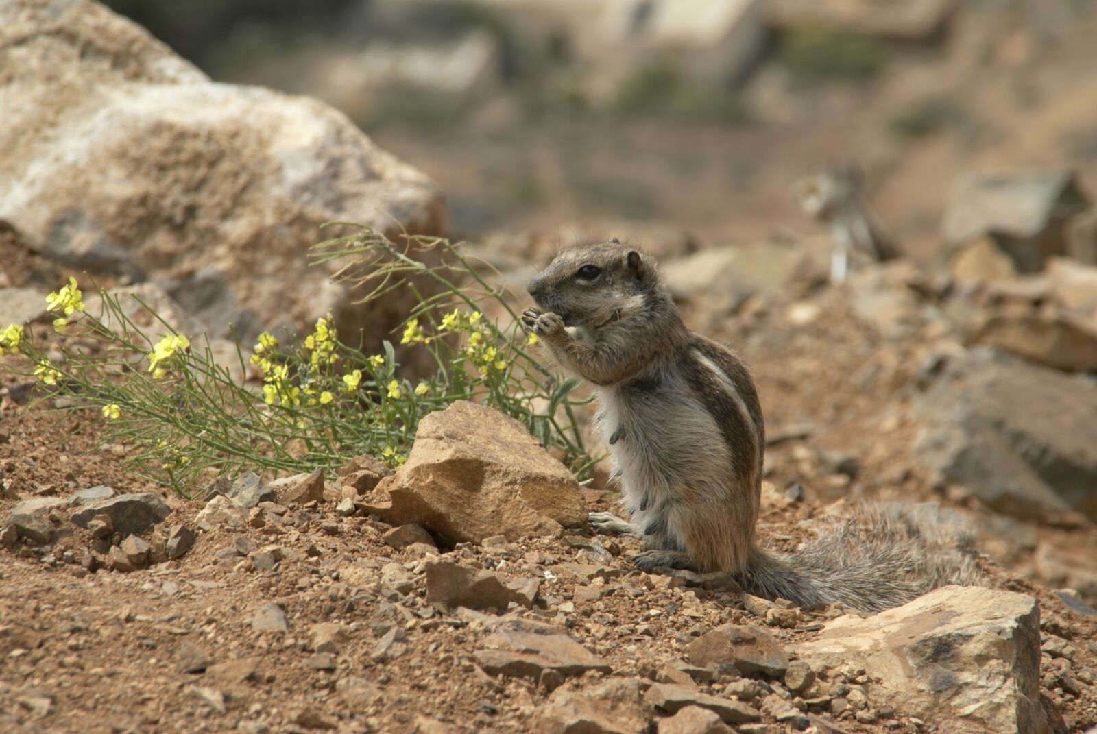 Sony Alpha DSLR-A100 sample photo. The squirrel, rodent, nature photography