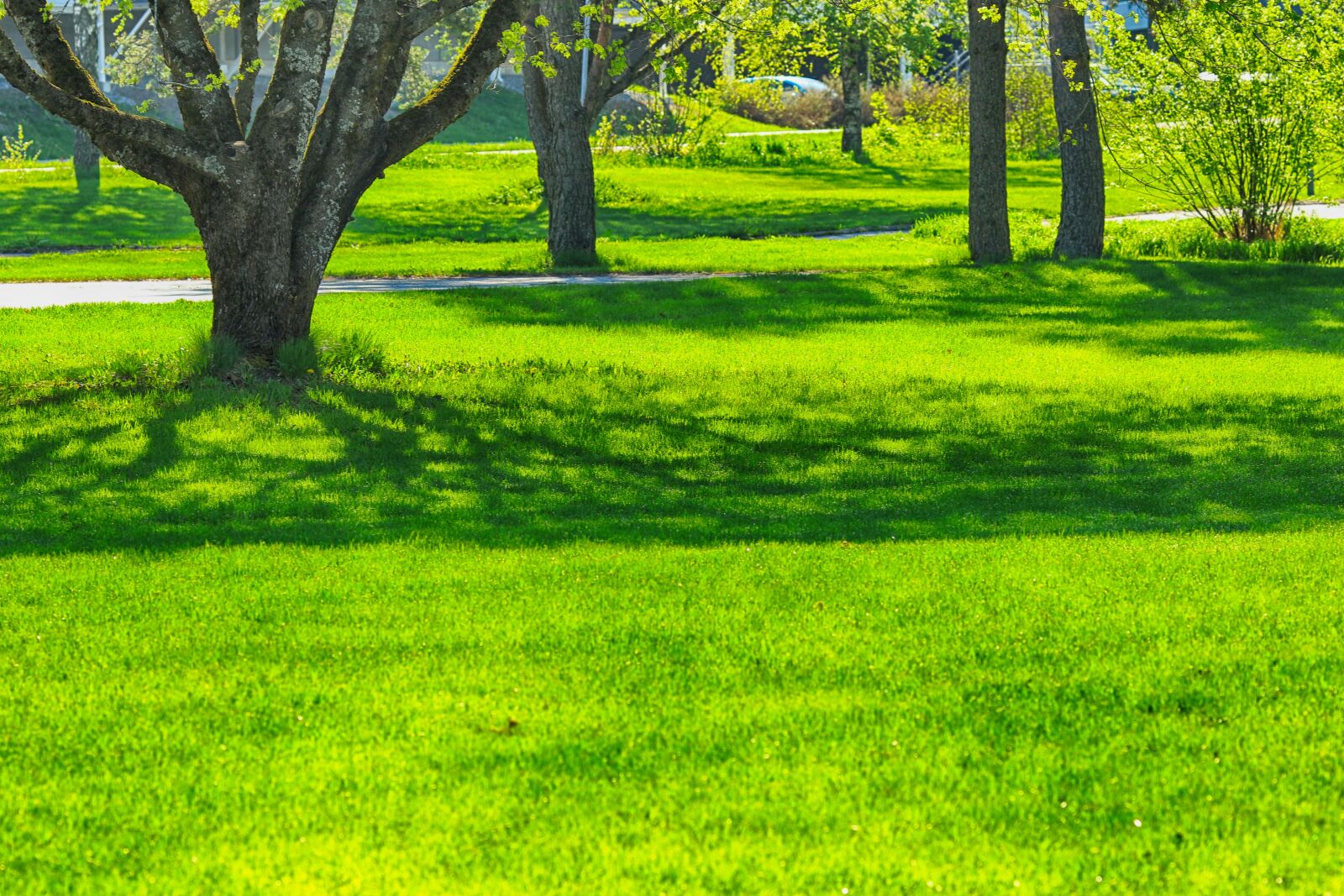 Canon EOS 7D Mark II + Canon EF 135mm F2L USM sample photo. Nature, tree, grass photography