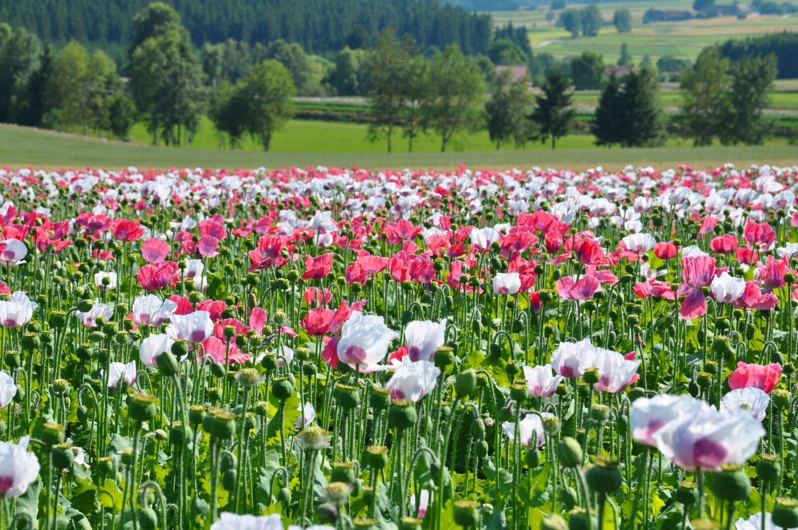 Nikon D90 sample photo. Poppy, thriving mohnfeld, nature photography