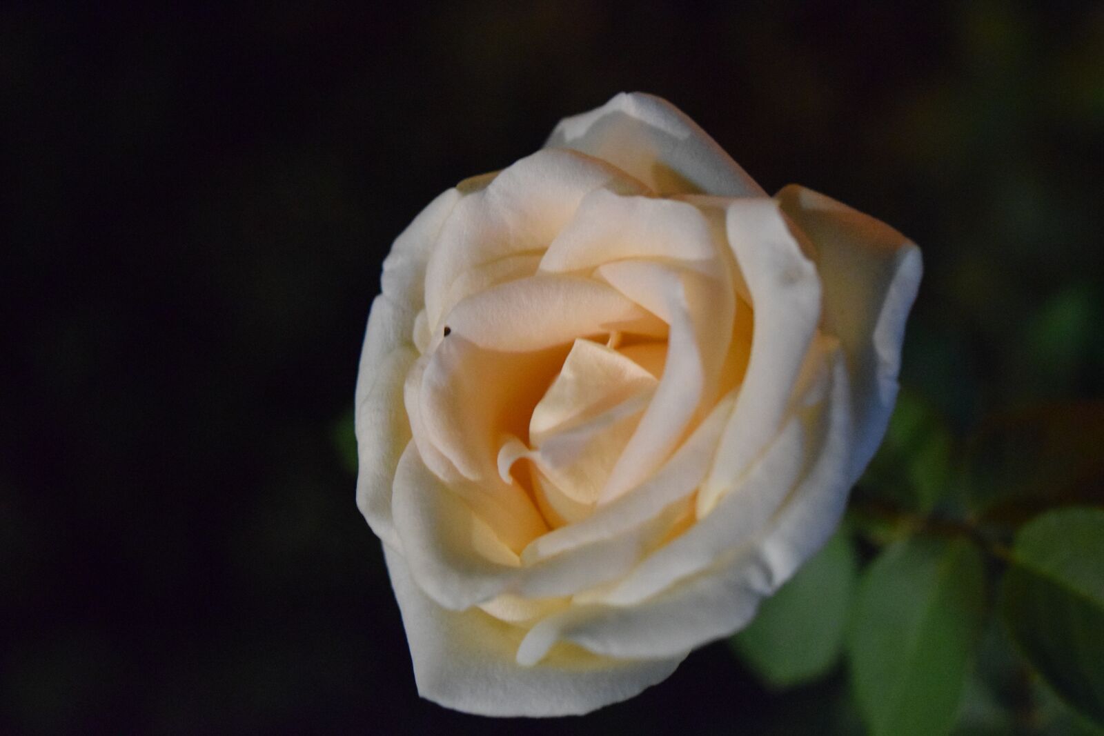 Nikon D3300 sample photo. Rose, macro, flower photography