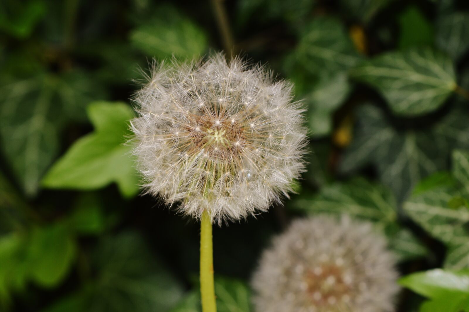 Nikon D3200 sample photo. Dandelion, plant, nature photography