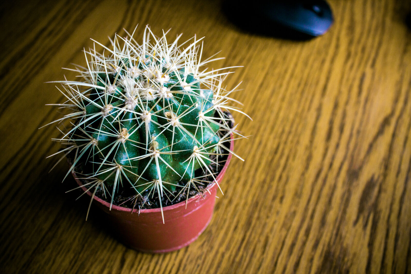 Canon EOS 600D (Rebel EOS T3i / EOS Kiss X5) sample photo. Cactus, cactus, plant, contrast photography
