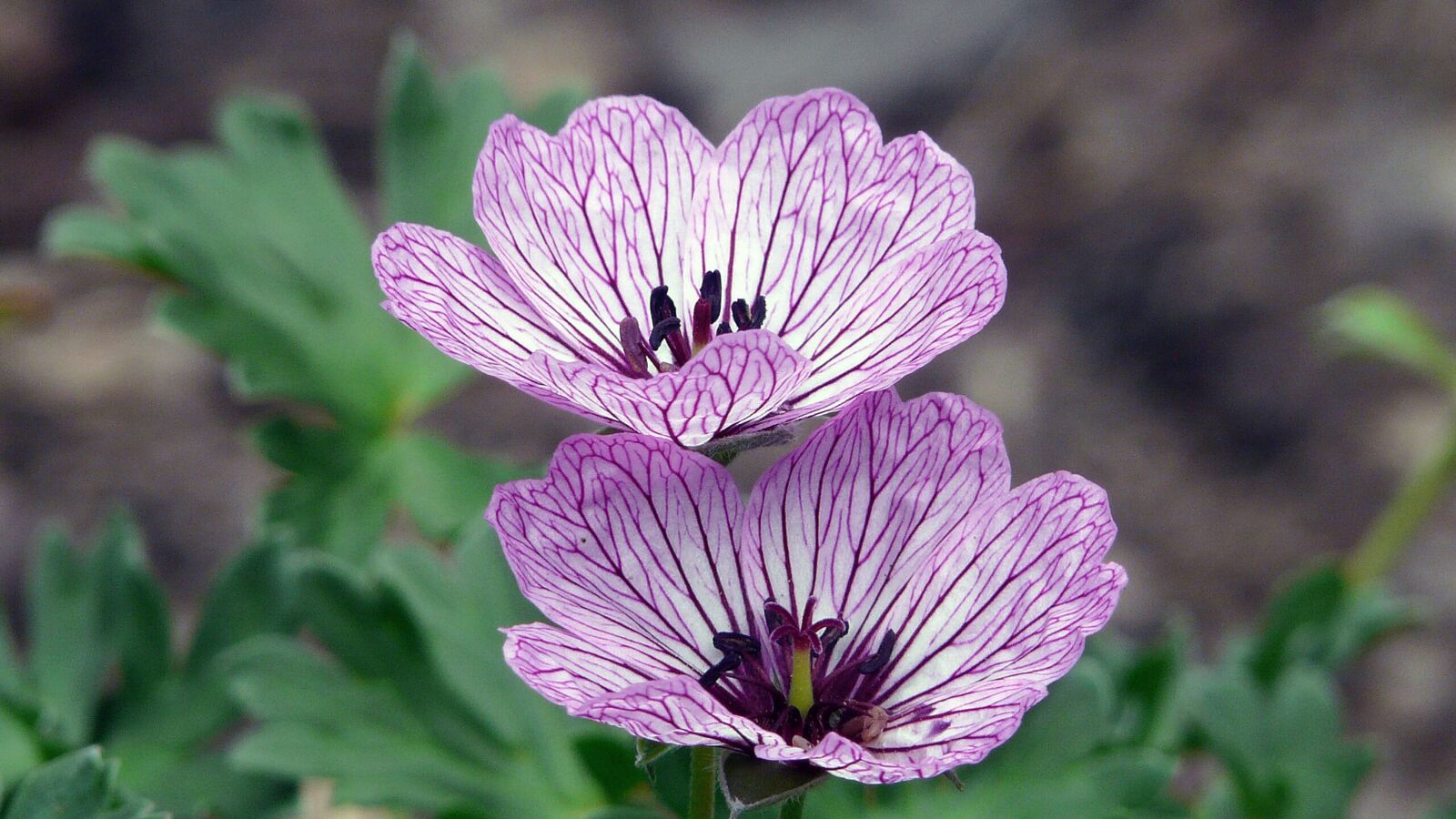 Panasonic DMC-FZ18 sample photo. Flower meadow, blossom, bloom photography