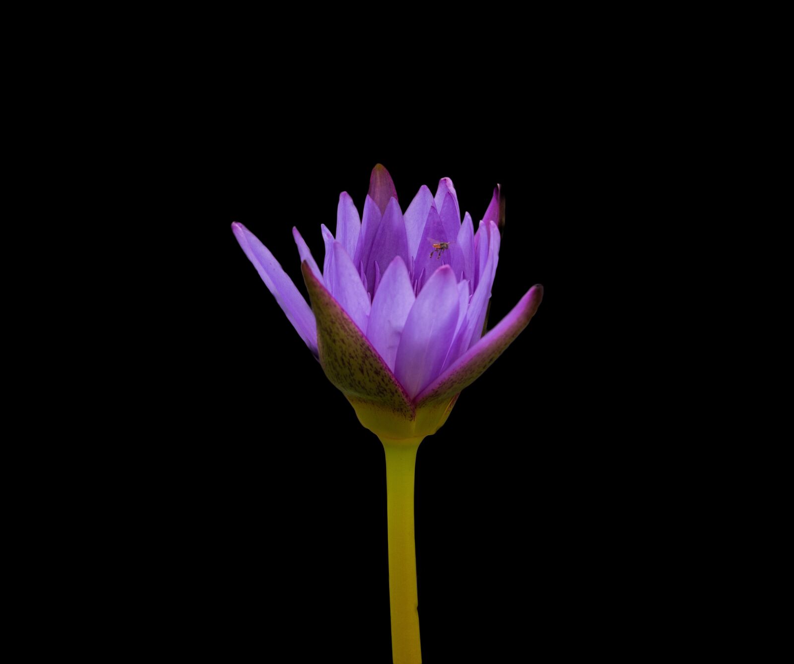 Nikon D5200 sample photo. Waterlily, flower, nature photography