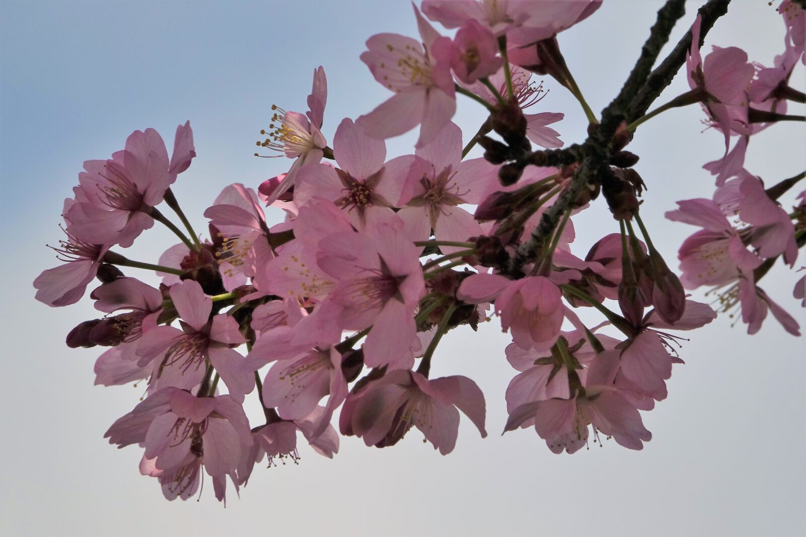 Sony Cyber-shot DSC-RX10 III sample photo. Blossom, bloom, cherry blossom photography