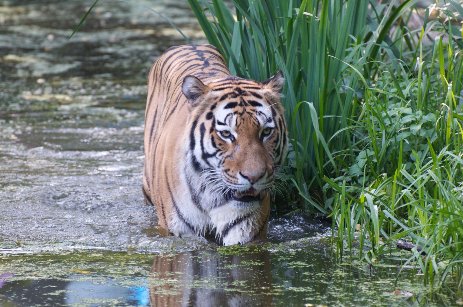 Nikon D90 sample photo. Tiger, zoo, predator photography