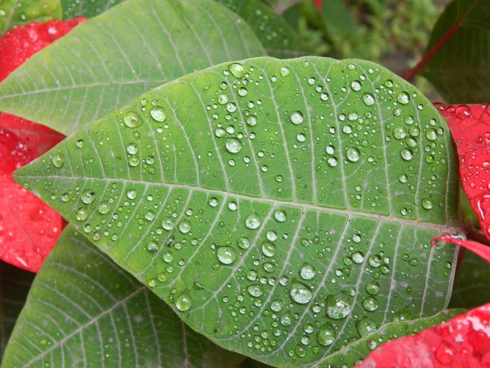 Nikon Coolpix L820 sample photo. Leaf, rain, wet photography